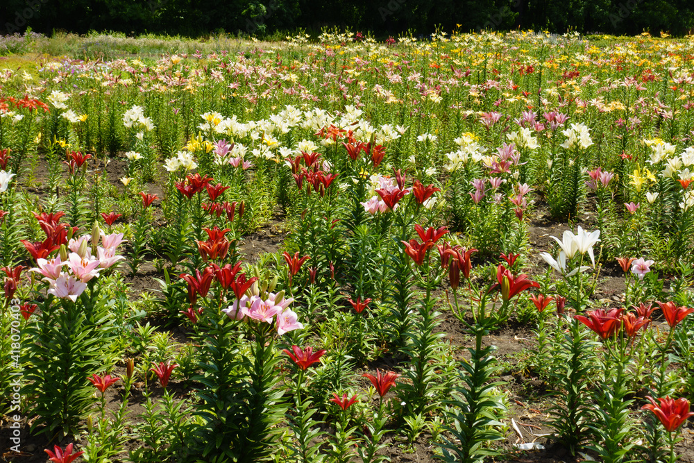 Very many colorful flowers of lilies in June Very many colorful flowers of lilies in June