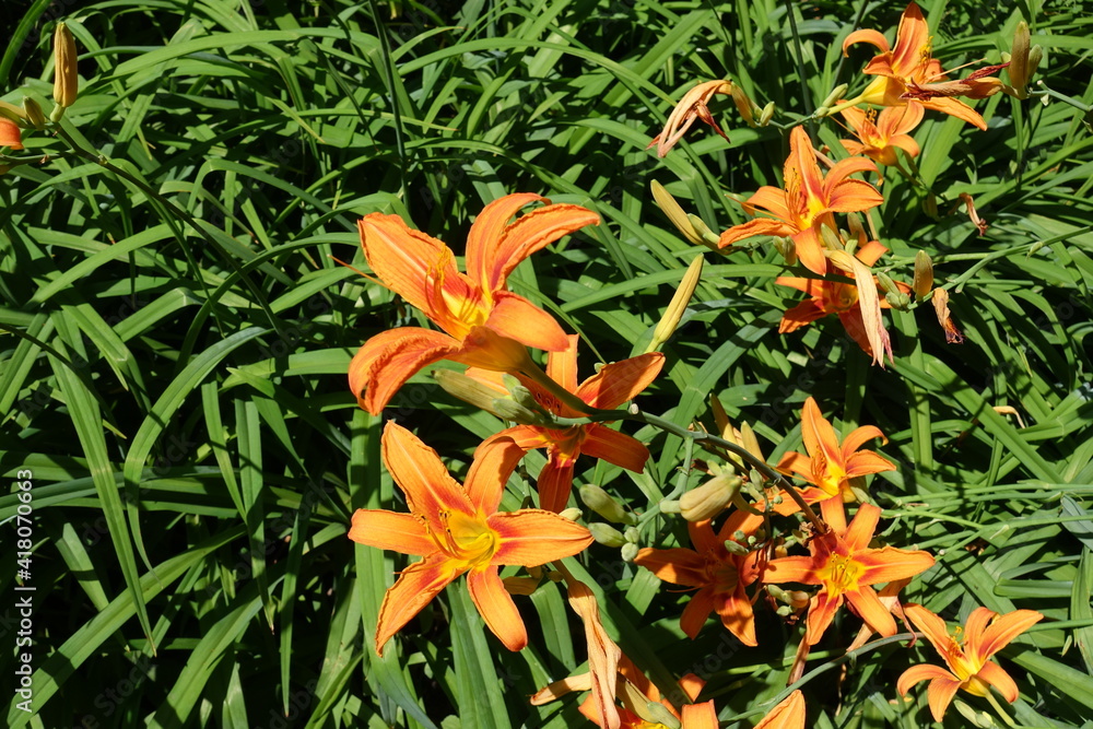 Great number of orange flowers of Hemerocallis fulva in mid June Great number of orange flowers of Hemerocallis fulva in mid June