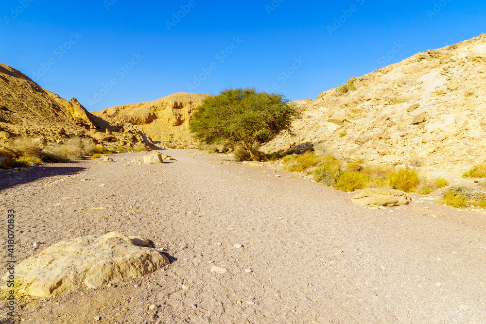 Nahal Shani (desert valley). Eilat Mountains