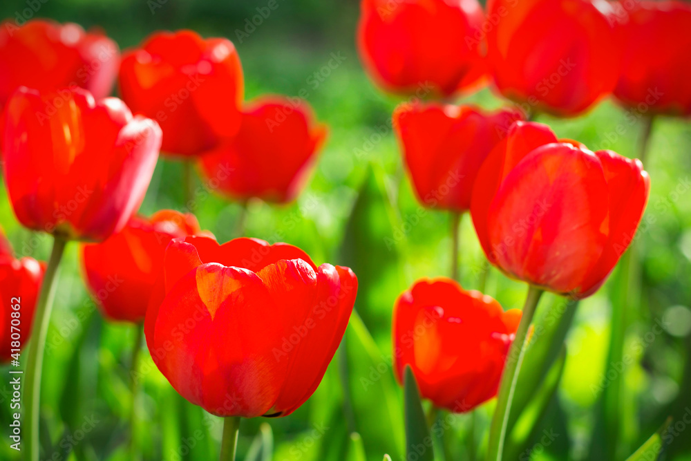 Beautiful red tulips background outdoors Beautiful red tulips background outdoors