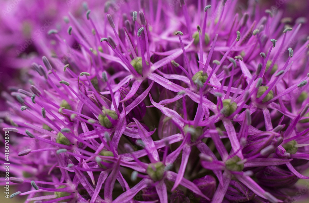Beautifull allium flowers in blossom closeup Beautifull allium flowers in blossom closeup