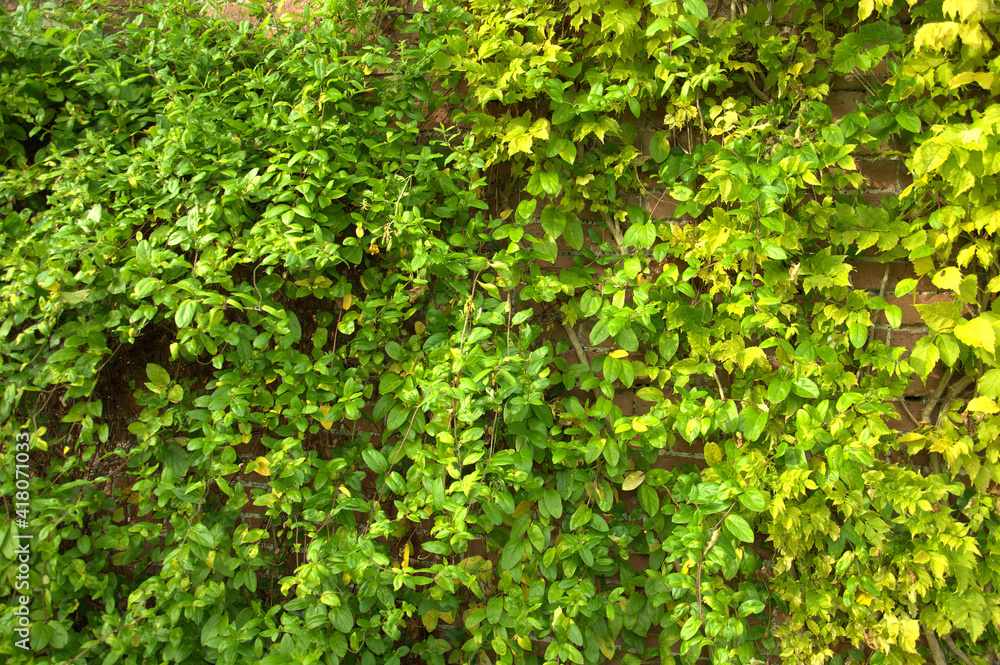 ivy on the wall ivy on the wall