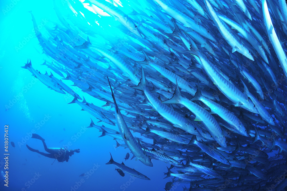 Fototapeta premium sipadanのバラクーダの群