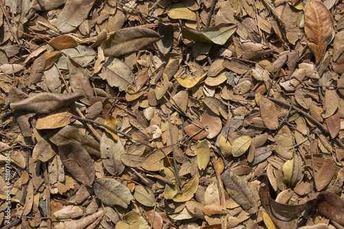 Dry leaves falling on the ground under sunlight.