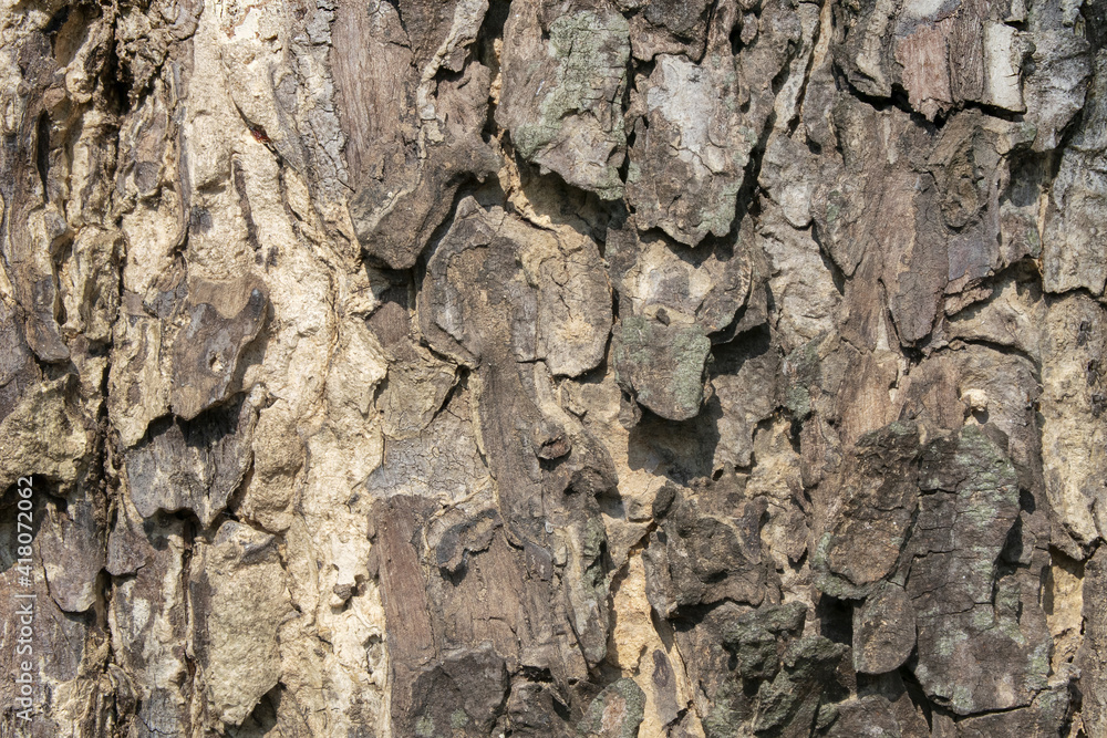 Texture of embossed bark of an old big trees. Beautiful close up shot of Samanea Saman under sunlight. A nature abstract background. Texture of embossed bark of an old big trees. Beautiful close up shot of Samanea Saman under sunlight. A nature abstract background.