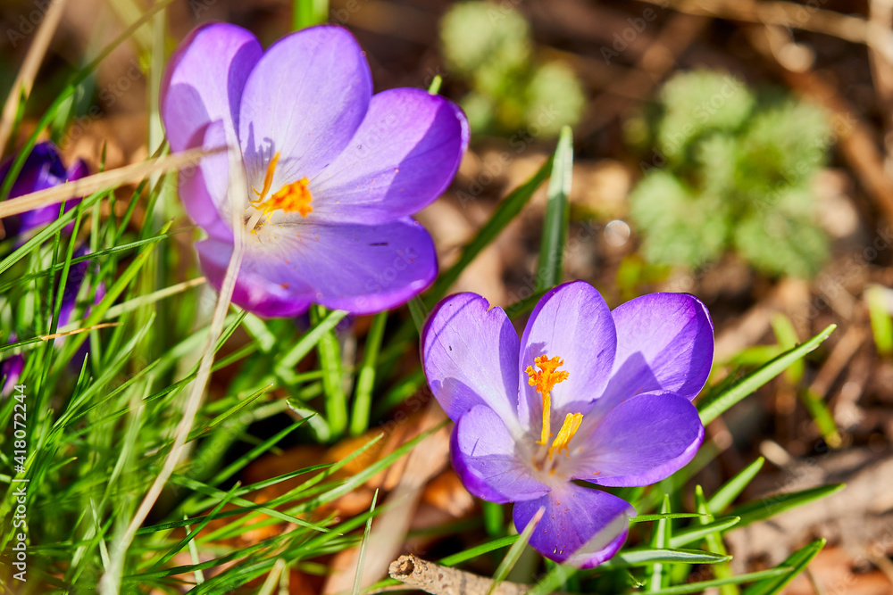 frühling frühling