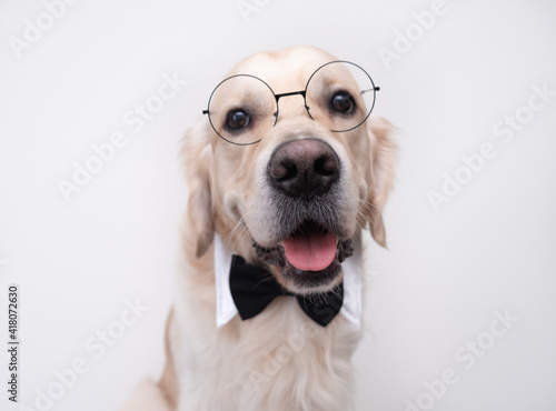 The dog in glasses and a bow tie sits on a white background. Golden Retriever in a teacher's costume. The concept of school, learning, smart animals.