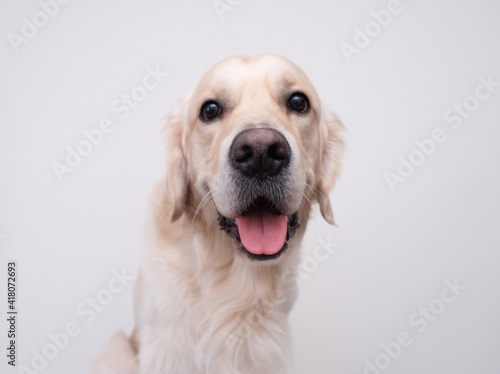 Portrait of a golden retriever on a white background. happy dog © deine_liebe
