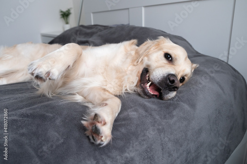 A cheerful dog lies on a bed with a gray blanket. Happy golden retriever in the bedroom. The concept of animals in the house. © deine_liebe