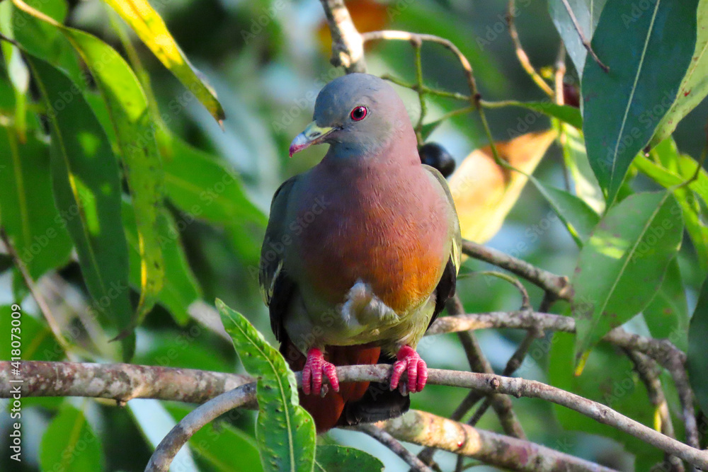 Fototapeta premium Pink-necked green pigeon
