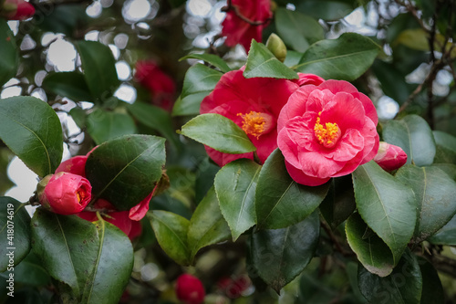 Canvas Print red flowers of flowering camellia trees in a romantic old spring garden