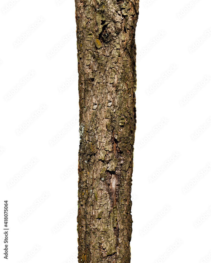 Fototapeta premium Tree Trunk Isolated On White Background