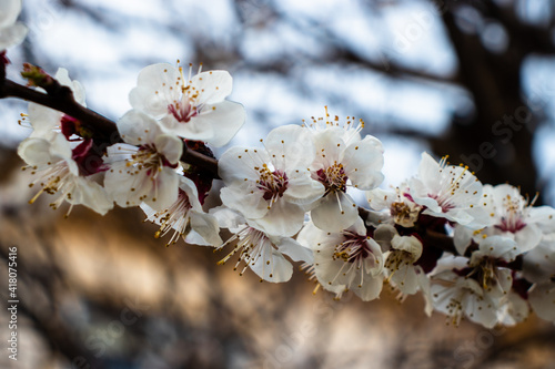 blossom in spring