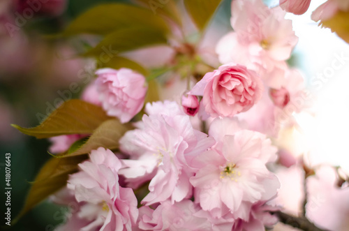 pink sakura blossoms © Виталия Овчаренко
