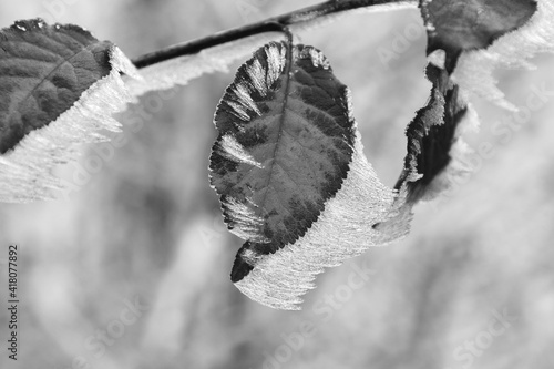 blatt mit frost