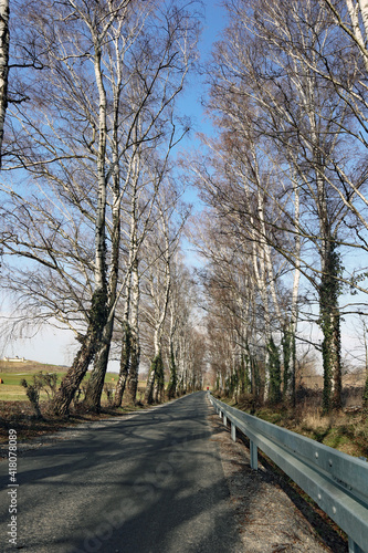 Birkenallee mit Leitplanke