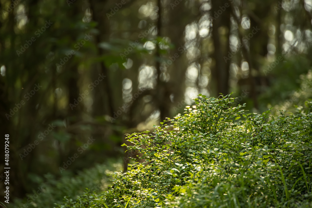 Dark moody forest Dark moody forest