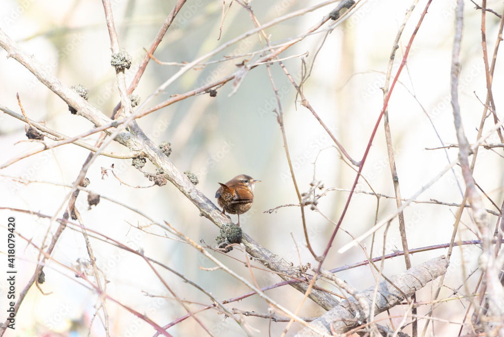 An Eurasian wren perched on a tree branch. Taken in Burgos, Spain, in February 2021. An Eurasian wren perched on a tree branch. Taken in Burgos, Spain, in February 2021.