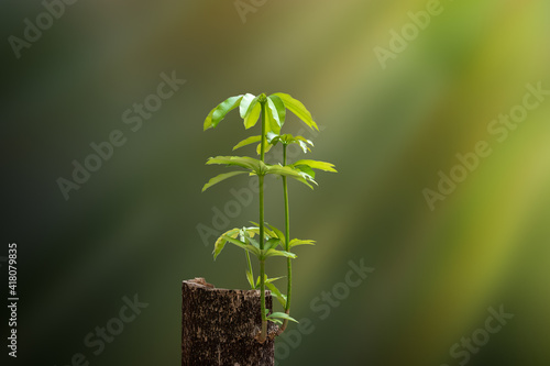 Fotografia New Life concept  with seedling growing sprout from old trees