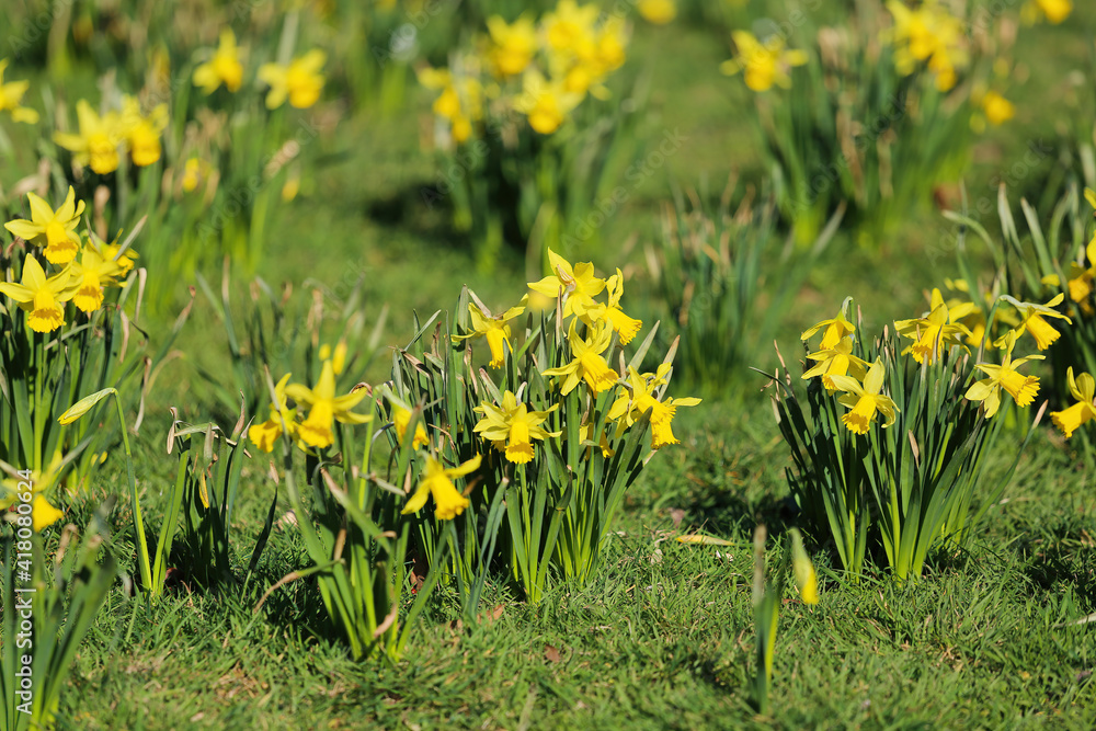 Obraz premium Closeup of of yellow blooming flowers in spring (narcissus pseudonarcissus) on grass meadow - germany
