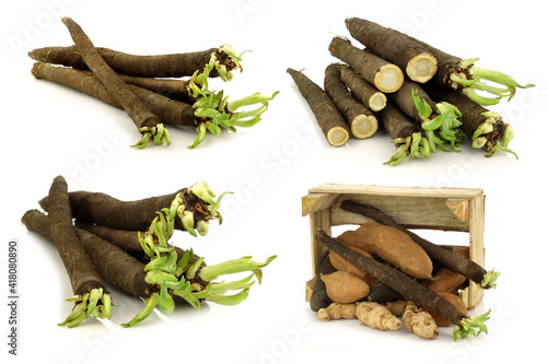 Black salsify on a white background. Some in a wooden crate with other root vegetables on a white background