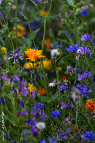 Beautiful garden flowers. Colorful meadow