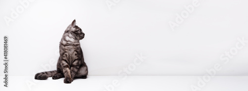 Fotografie Adorable scottish black tabby kitten on white background.
