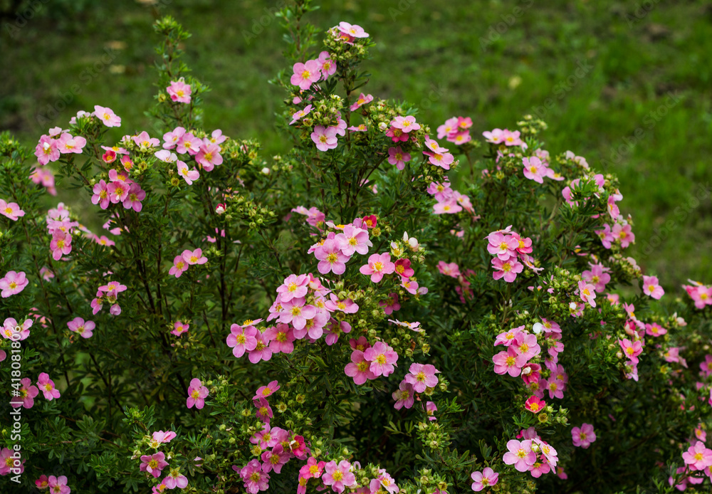 Fototapeta premium Nature flower background. Shrubby cinquefoil pink flowers. The wild rose Bush. Close up.