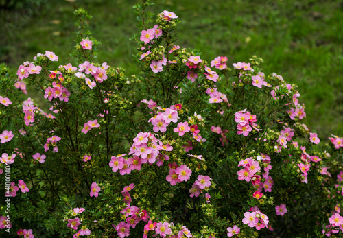 Nature flower background. Shrubby cinquefoil pink flowers. The wild rose Bush. Close up.