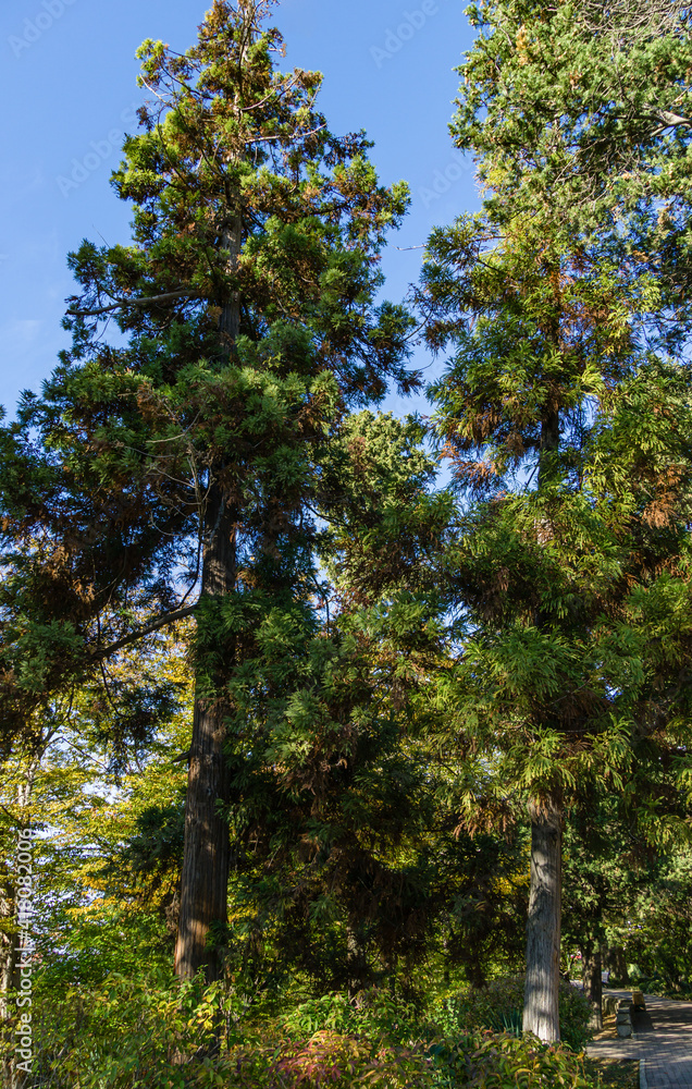 Fototapeta premium Big old Cryptomeria japonica Elegans tree, Japanese Sugi pine (Japanese cedar) or Cupressus japonica on Primorsky Boulevard in Sochi. Famous resort town in south of Russia.
