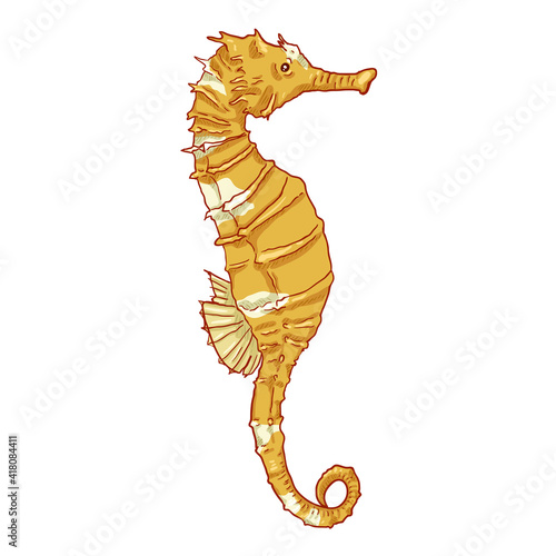 Cartoon Seahorse Vector Illustration