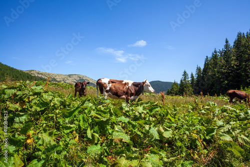 Cows in a green field