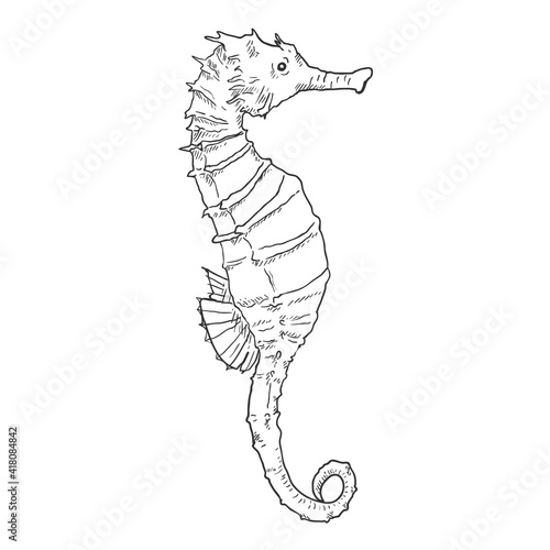 Sketch Seahorse Vector Illustration