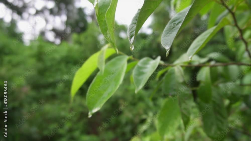 Detail shot of the leaves of a tropical tree in Cuba. Detail shot of the leaves of a tropical tree in Cuba.