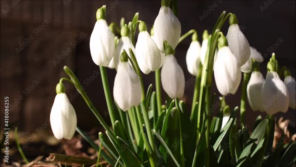 Schneeglöckchen, Galanthus, blühend in der Frühlingssone im leichten Wind Schneeglöckchen, Galanthus, blühend in der Frühlingssone im leichten Wind