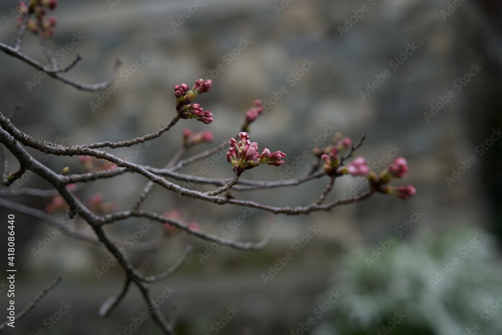 桜