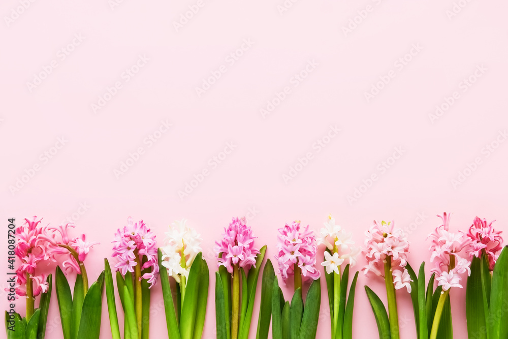 Fototapeta premium Pink and white hyacinth flowers border on a pink background. Valentines Day, Mothers day, Birthday celebration concept.