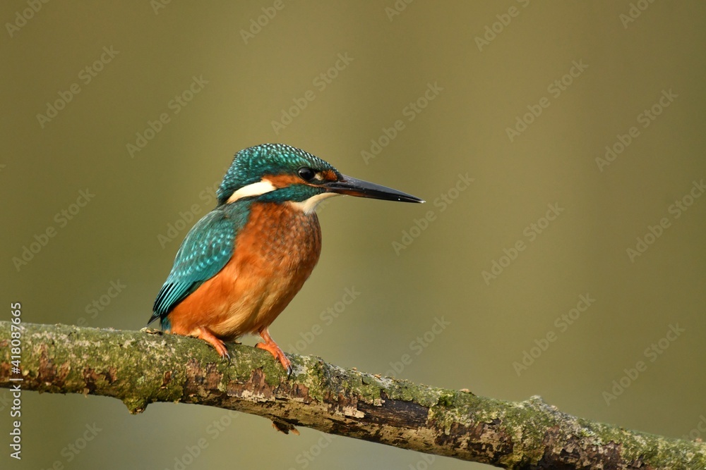 Kingfisher bird perched on the branch. Kingfisher bird perched on the branch.