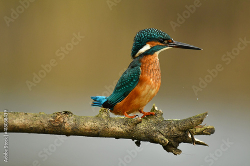 Kingfisher bird perched on the branch. © Maciej