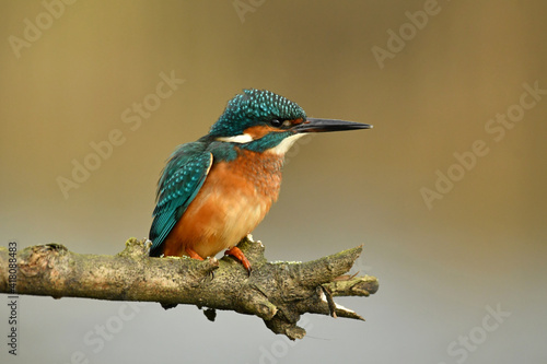 Kingfisher bird perched on the branch. © Maciej