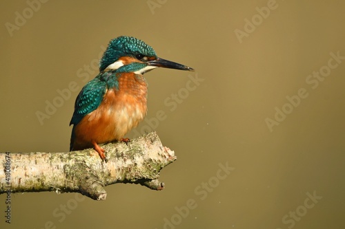 Kingfisher bird perched on the branch.