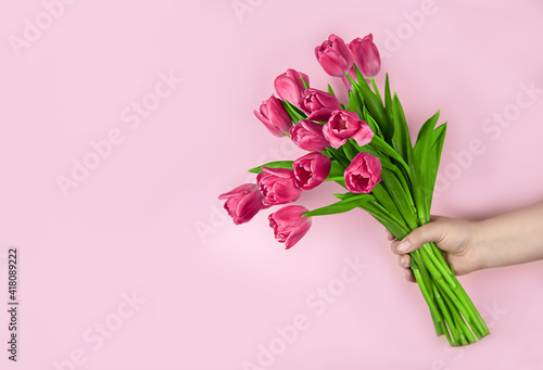 Pink tulips flowers in hand on a pink background. Concept - congratulations on international women s day  birthday  just a pleasant surprise  spring flowers