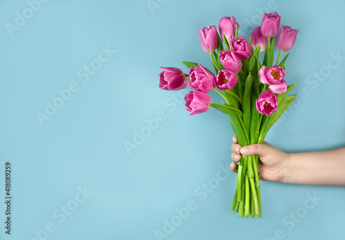 Pink tulips flowers in hand on a blue background. Concept - congratulations on international women's day, birthday, just a pleasant surprise, spring flowers