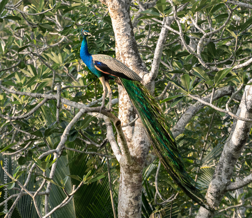Long feathered male peacock perched on a tree facing the warmth of the morning sunlight. Long feathered male peacock perched on a tree facing the warmth of the morning sunlight.