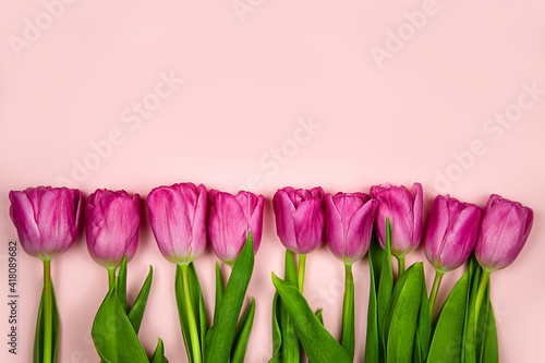 Pink tulips flowers on a pink background. Concept - congratulations on international women's day, birthday, happy mom's day, pleasant surprise, spring, spring flowers