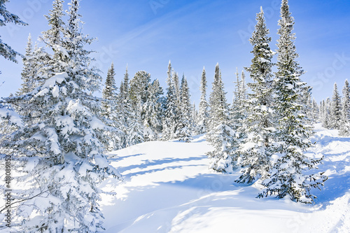 snow-covered trees in winter landscape