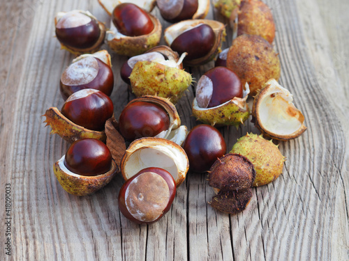 Ripe brown fruit with green prickly shell of aesculus hippocastanum tree on a wooden background, top view. Useful fruit of the kastanien plant for use in alternative medicine, homeopathy, cosmetology