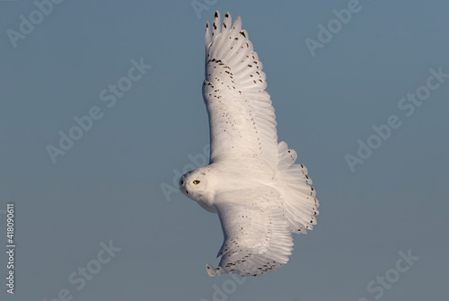 Snowy owl (Bubo scandiacus) flying low and hunting over a snow covered field in Ottawa, Canada photo