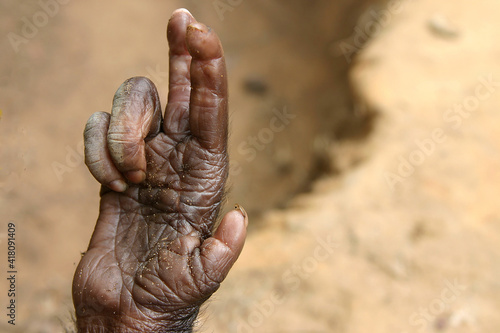 Fotografía hand of a bonobo doing a blessing sign