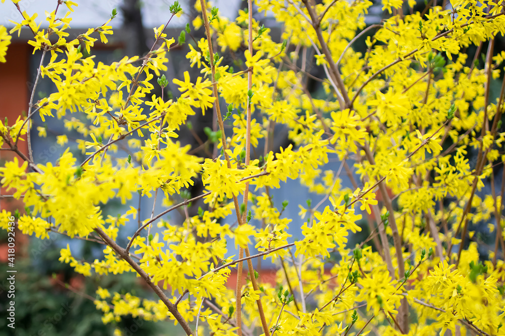 Fototapeta premium Spring concept. Close-up of yellow branch.